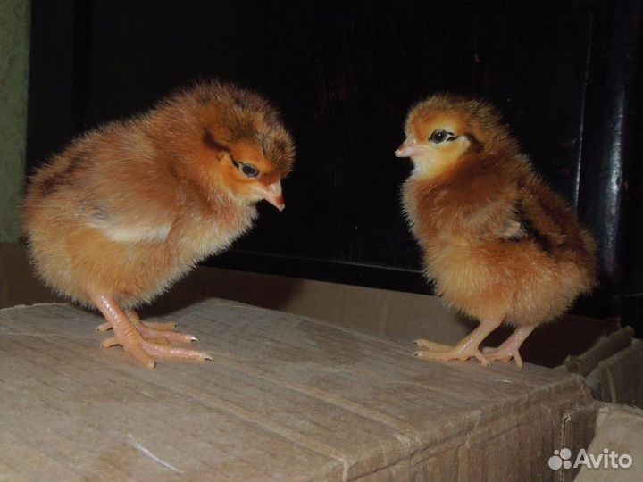 Цыплята кучинские