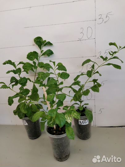 Дуранта вариг