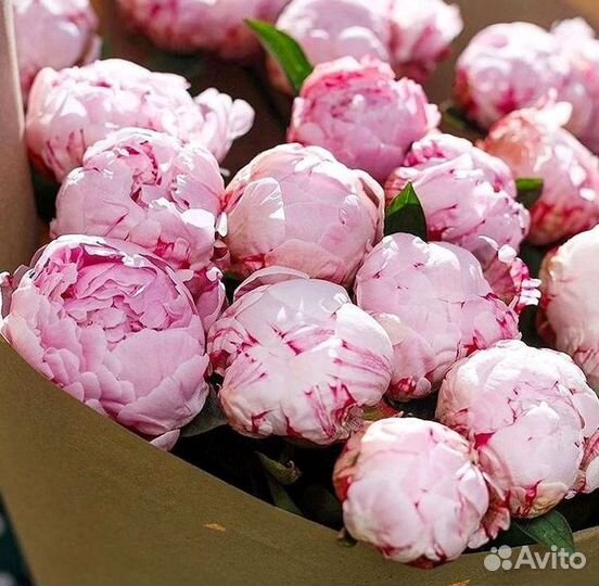 Пионы Букет пионов Доставка цветов