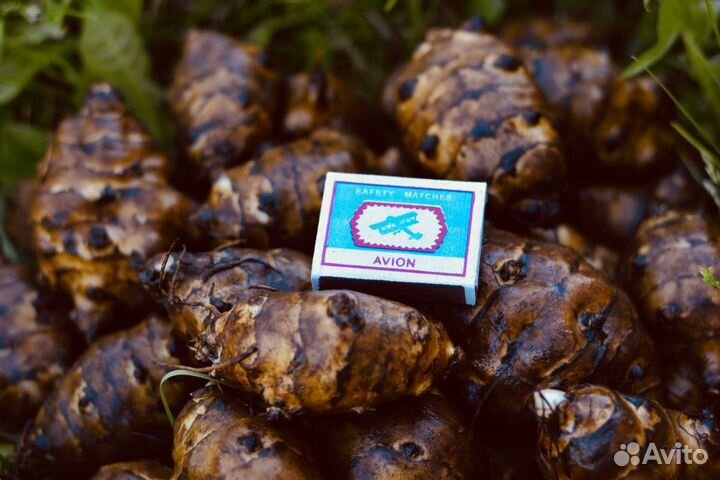 Топинамбур на посадку