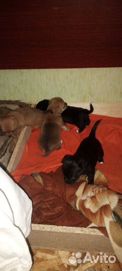 Маленькая собака чихуахуа