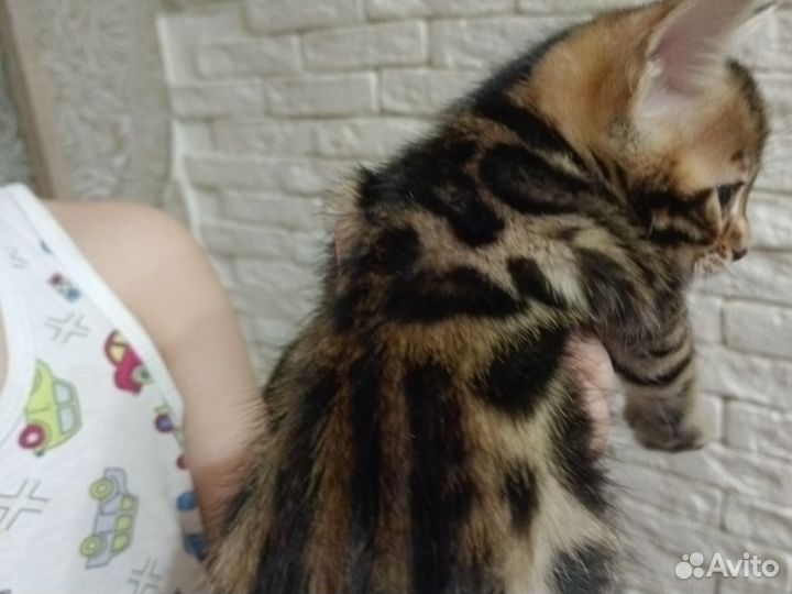 Бенгальская кошка