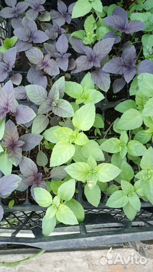 Рассада томаты, огурцы, баклажан, базилика