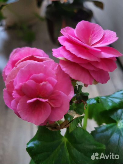 Бегония элатиор