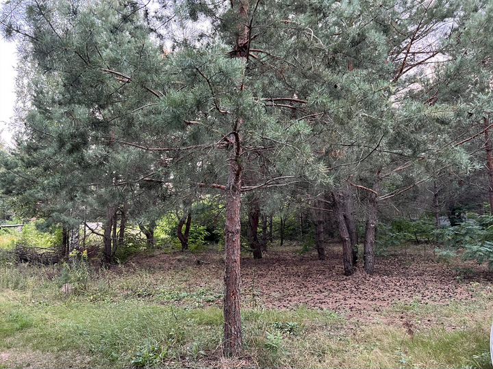 Участок 20 сот. (СНТ, ДНП)