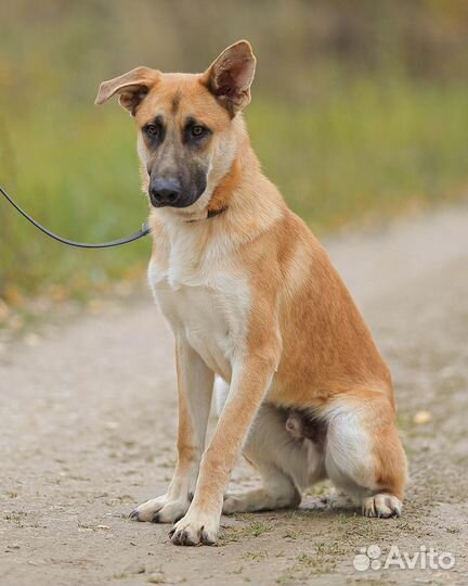 Честер, самый удивительный пес в приюте
