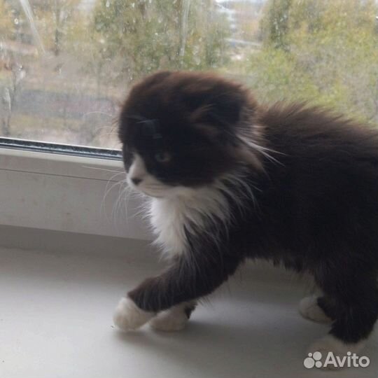 Котята хайленд фолд