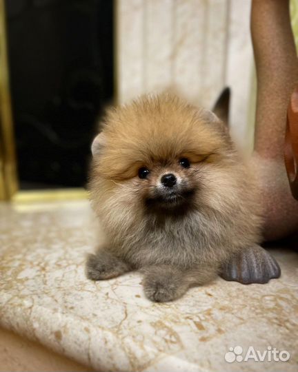 Мини померанский шпиц девчуля
