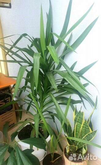 Юкка славная высотой 122 см с вазоном