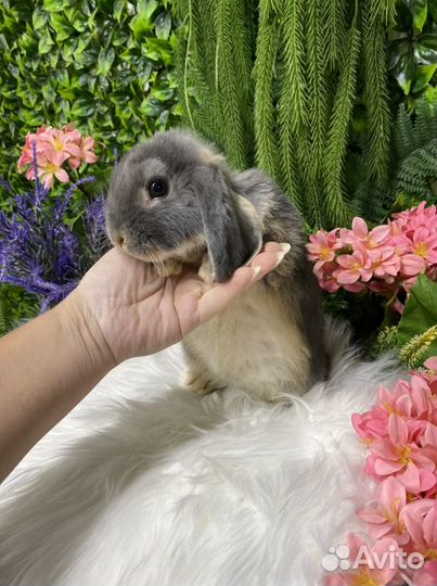 Кролики мини