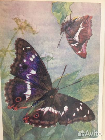 Набор открыток,Бабочки, 1975