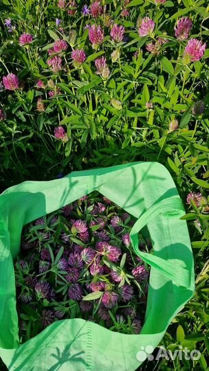 Клевер красный