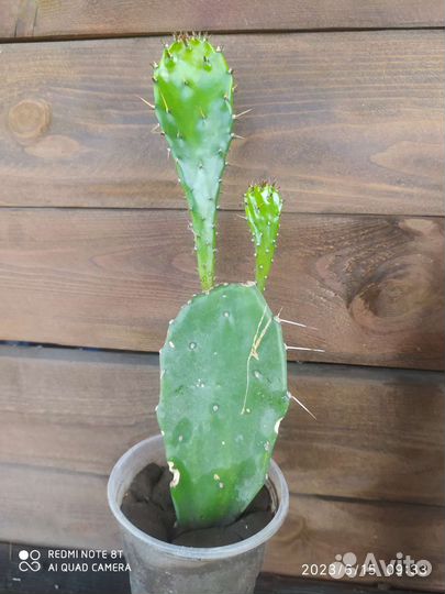 Кактус Опунция Бергера в стакане