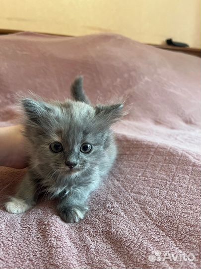 Кошки в добрые руки