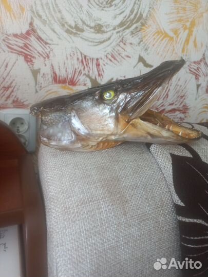 Чучело головы щуки