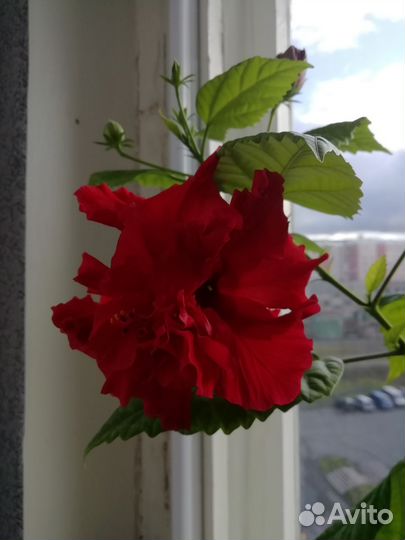 Гибискус махровый красный - китайская роза