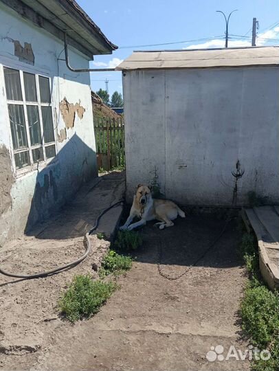 Собака Сао алабай