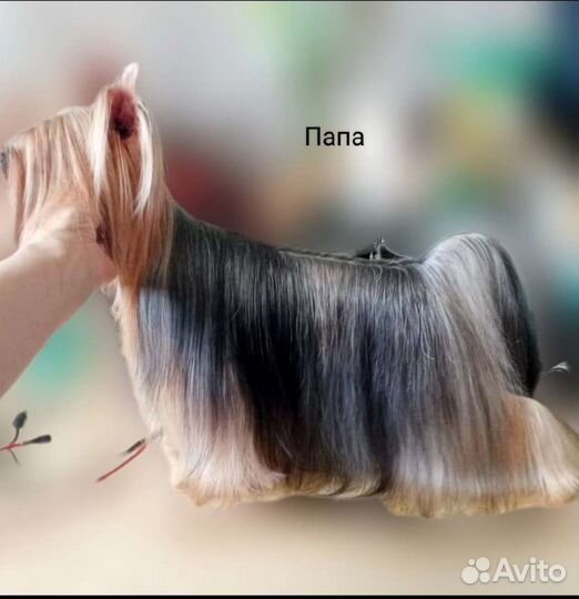 Йоркширский терьер щенки