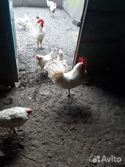 Яйцо для инкубации пародной птицы