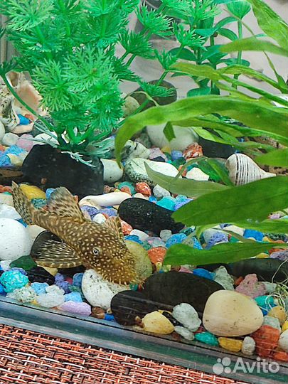 Сомики анциструсы