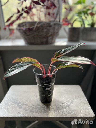 Аглаонема крит