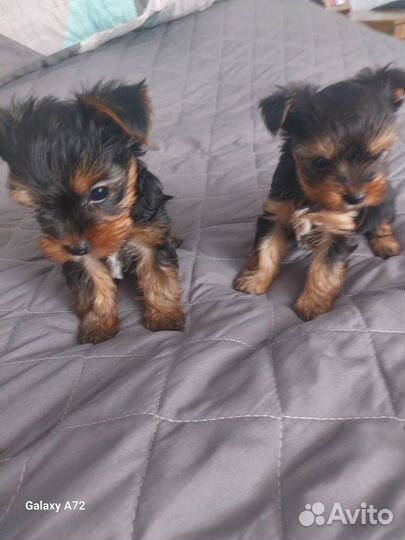 Йоркширский терьер щенки стандарт