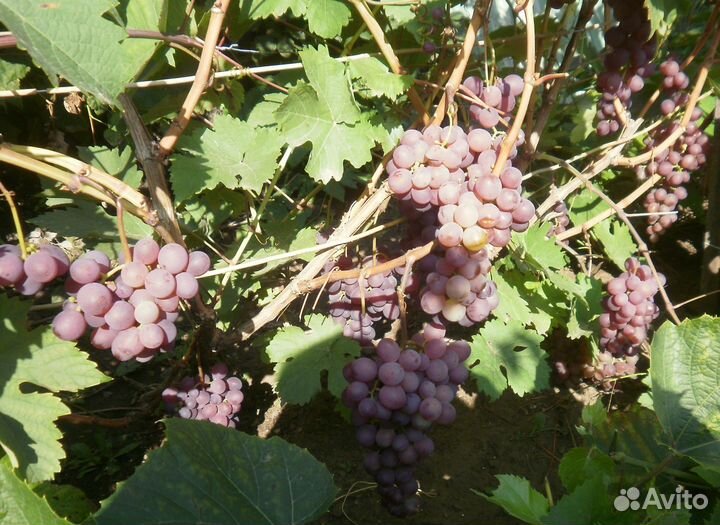 Районированные сорта винограда-саженцы