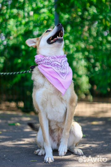 Собака в дар. Красавица принцесса Кэтрин