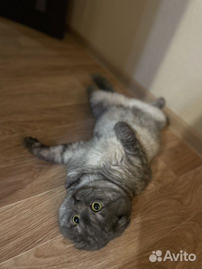 Вязка, вислоухий шотландский кот