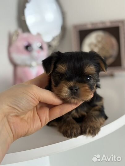 Йорк мальчик