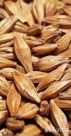 Зерно - ячмень