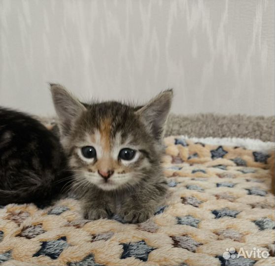 Отдам котенка в добрые руки полупородистая