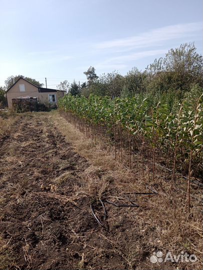 Саженцы плодовых деревьев