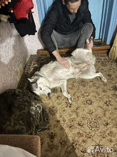 Хаски