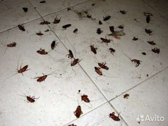 Уничтожение насекомых холодным туманом