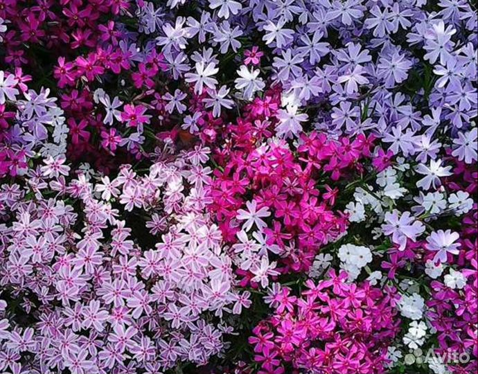 Почвопокровные тимьян, флокс шиловидный, ясколка