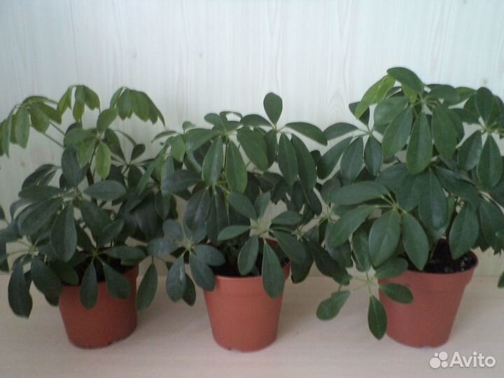 Комнатные цветы