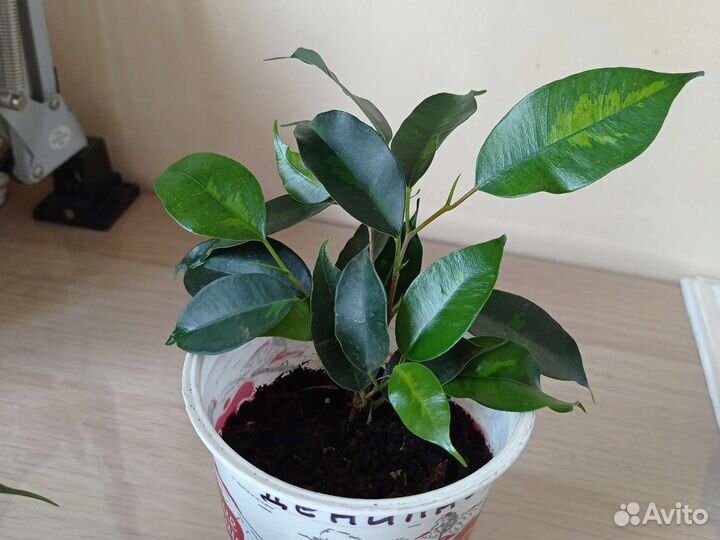 Сортовые фикусы