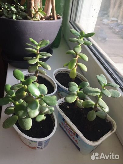 Толстянка денежное дерево