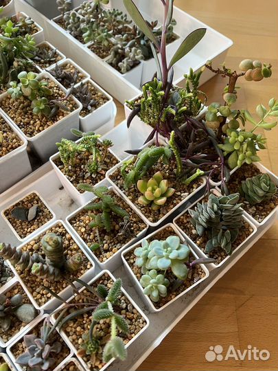 Суккуленты в горшочках с грунтом