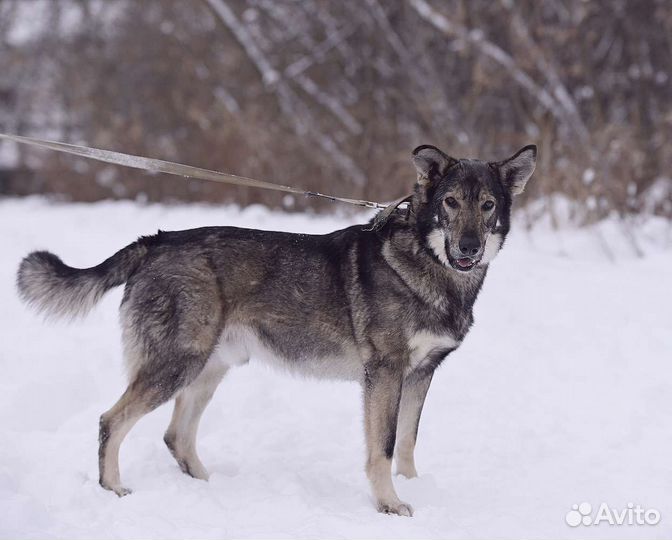 Рейн-собака из приюта