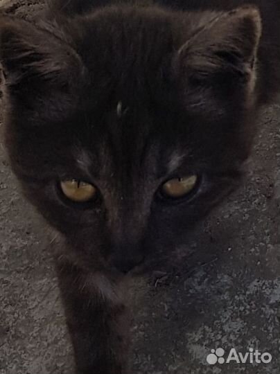 Котенок- Умка
