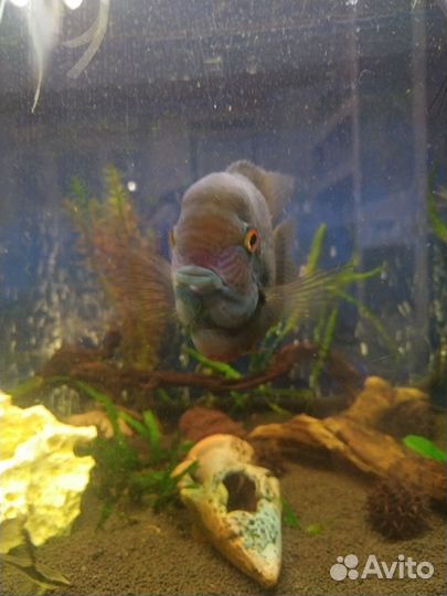 Аквариумные рыбки Северум