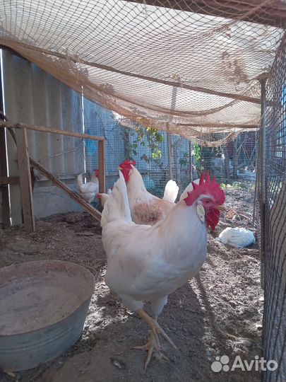 Петухи и курочки