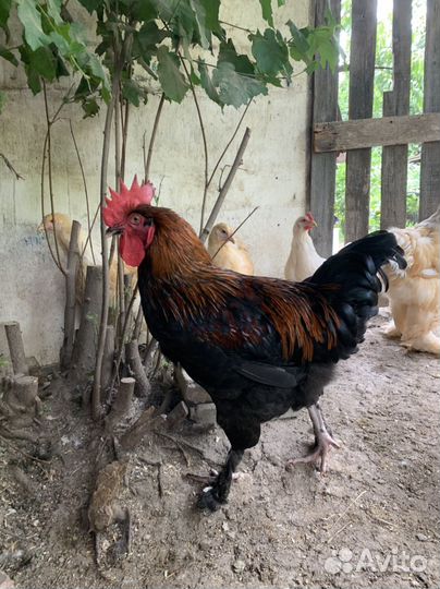 Инкубационное яйцо