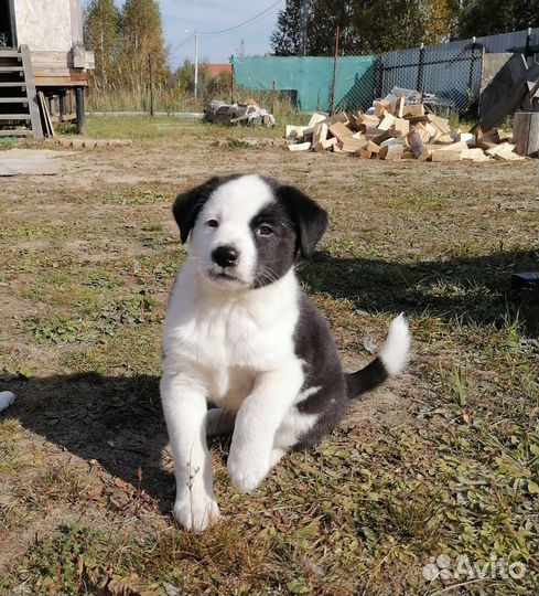 Щенок в добрые руки бесплатно