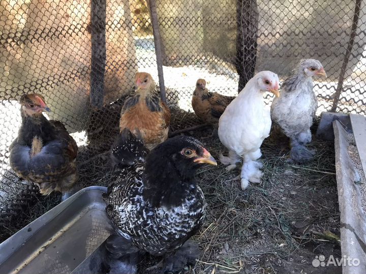 Цыплята породы брама