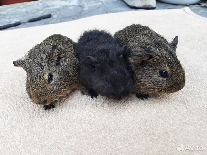 Морские свинки американский тедди