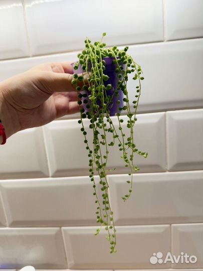 Крестовник роули