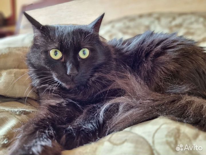 Черная ангорская кошка